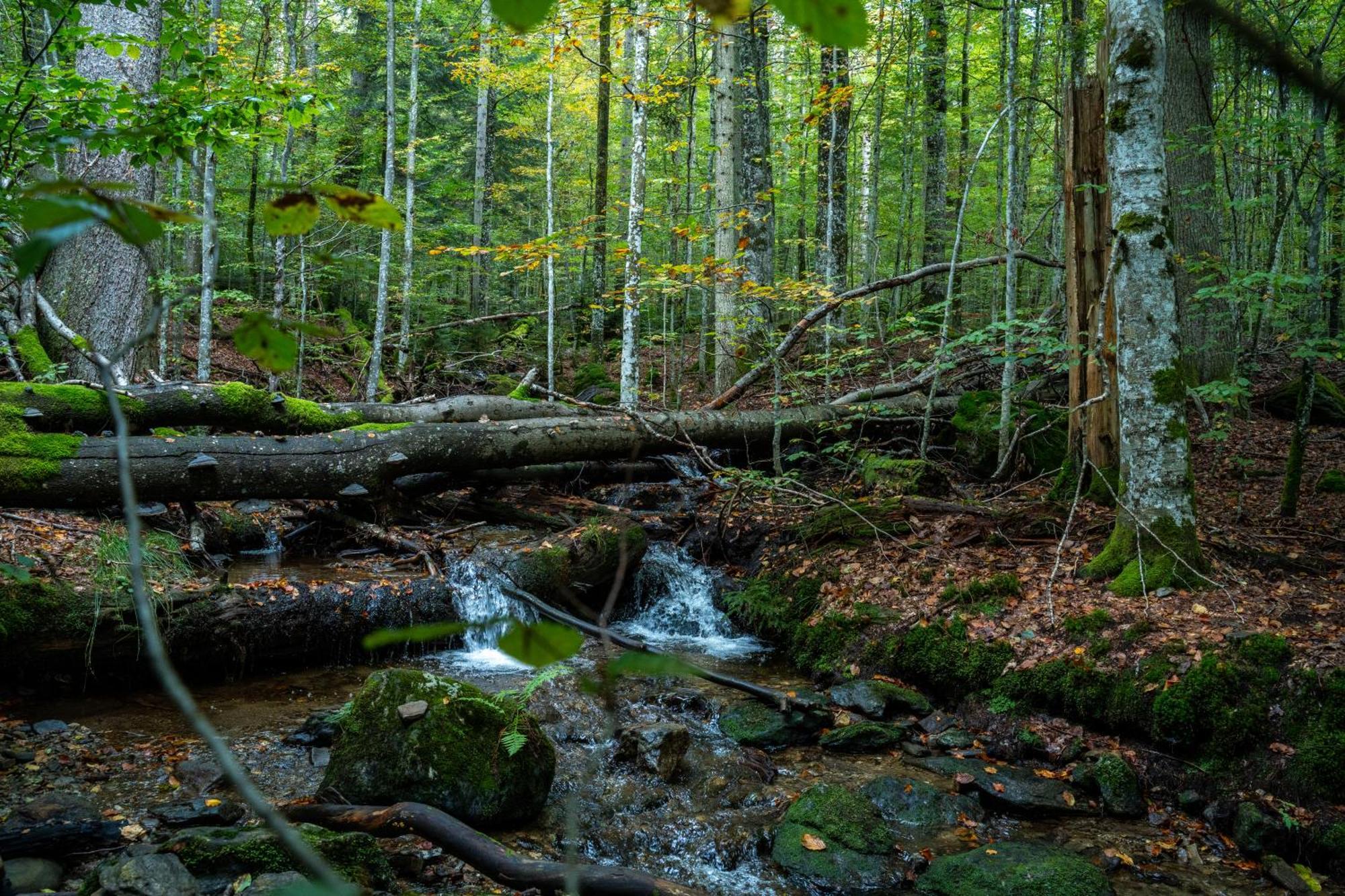 Grosser Arber, Wandern & Sauna, Gemuetliches Im Nationalpark Bayerischen Wald Apartment